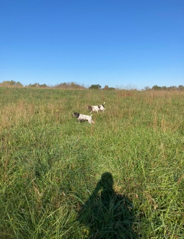 Monigold's Upland Bird Hunting hunting ranch in Newcomerstown, OH - gallery photo 3