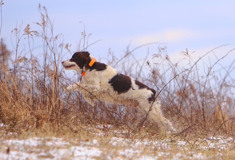 Monigold's Upland Bird Hunting hunting ranch in Newcomerstown, OH - gallery photo 5