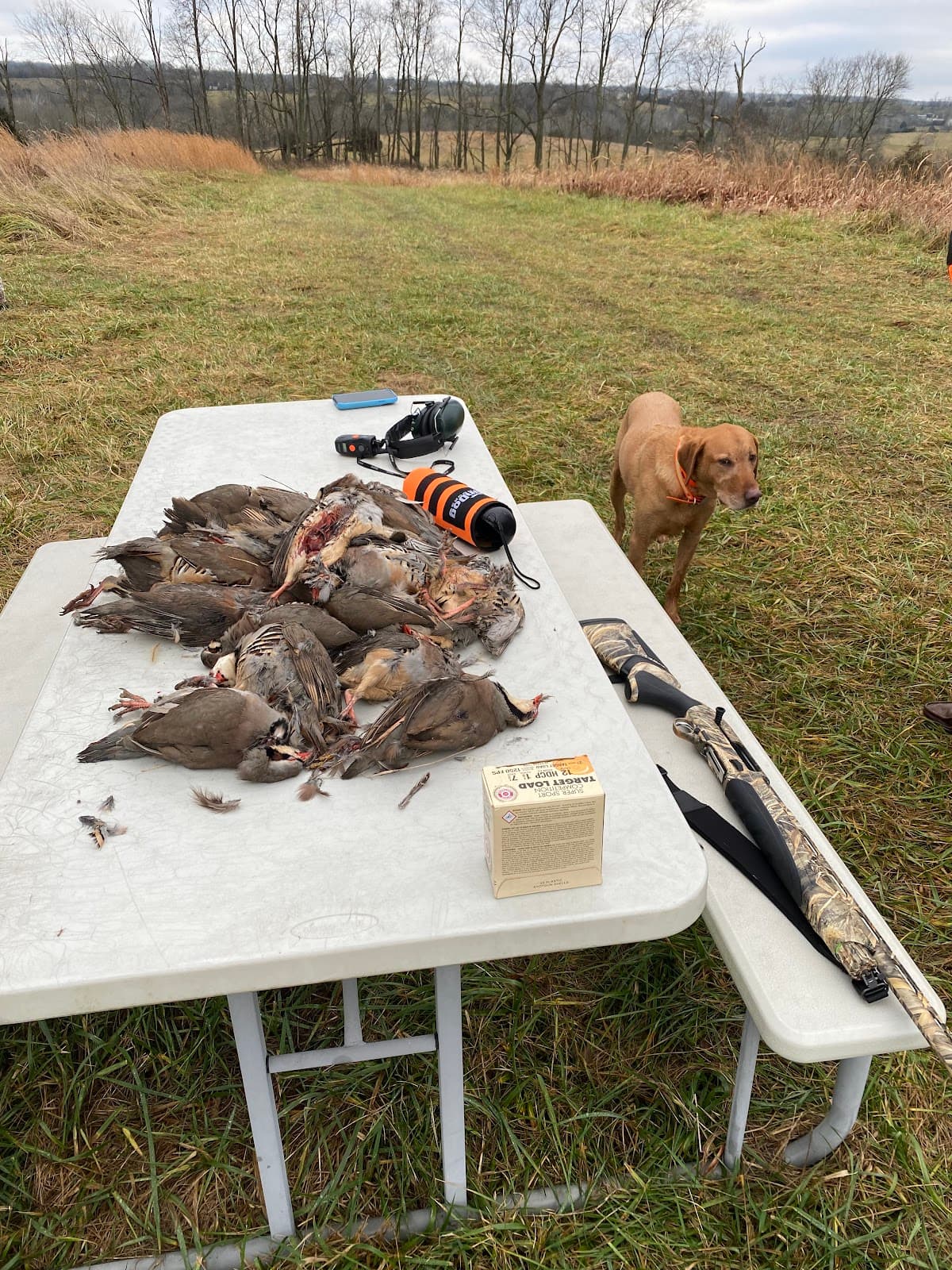 Shags-Run Kennel & Farm hunting ranch in Berry, Kentucky
