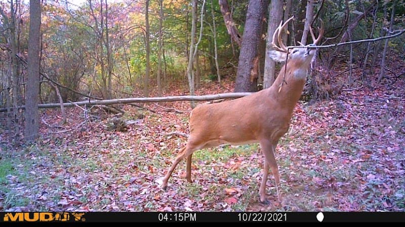 Ohio Whitetail Ridge Outfitters hunting ranch in Niles, OH - gallery photo 2