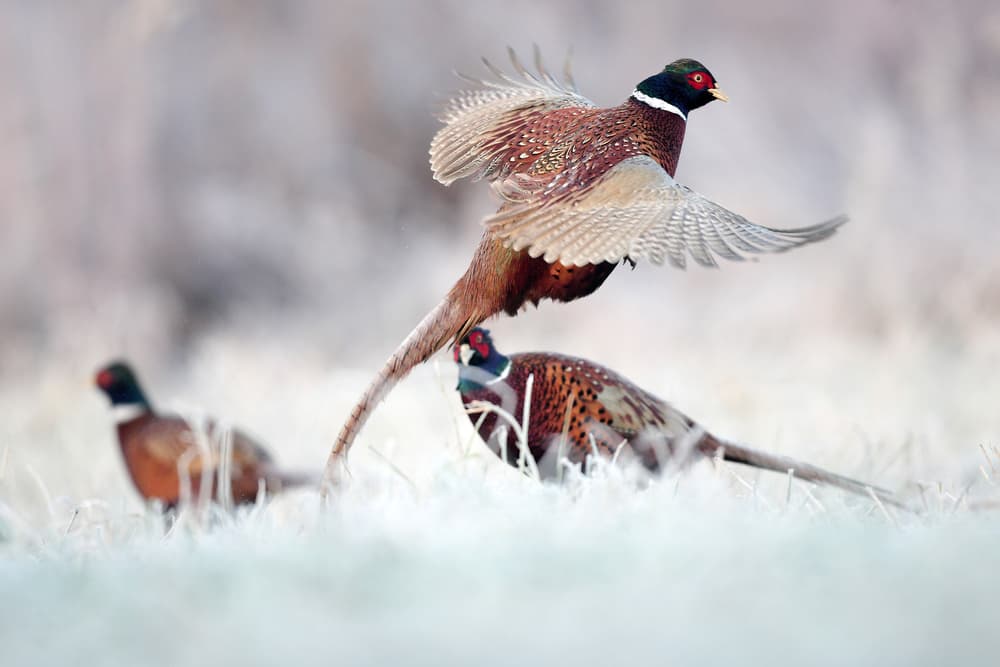 Great Trail Pheasant Farm and Hatchery hunting ranch in Lisbon, Ohio