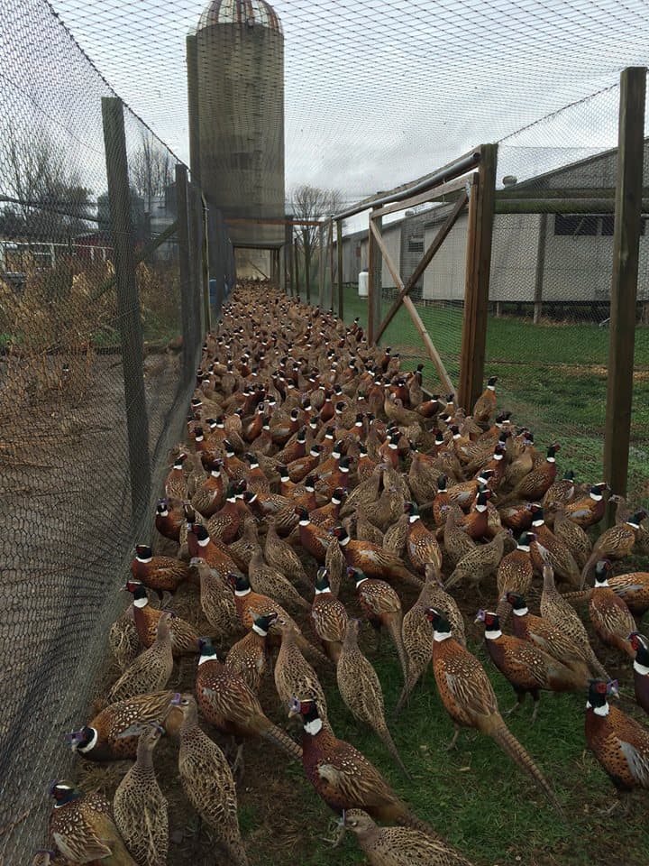 Great Trail Pheasant Farm and Hatchery hunting ranch in Lisbon, OH - gallery photo 1