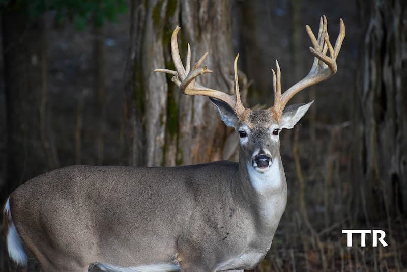 Twisted Tines Ranch hunting ranch in Berry, KY - gallery photo 4