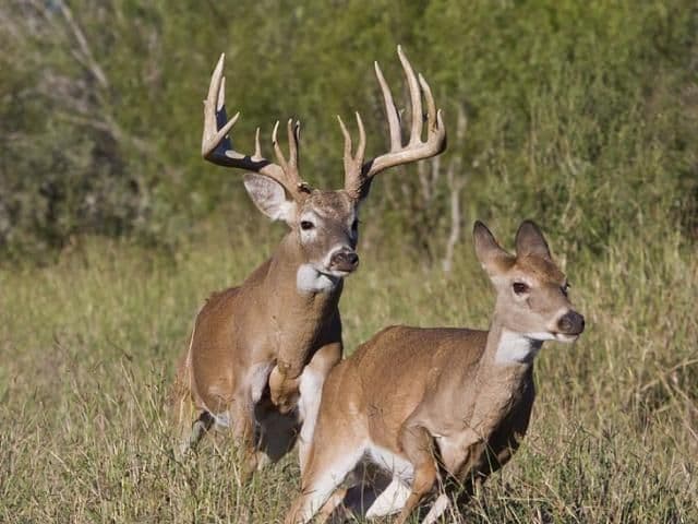 Twisted Tines Ranch hunting ranch in Berry, KY - gallery photo 5