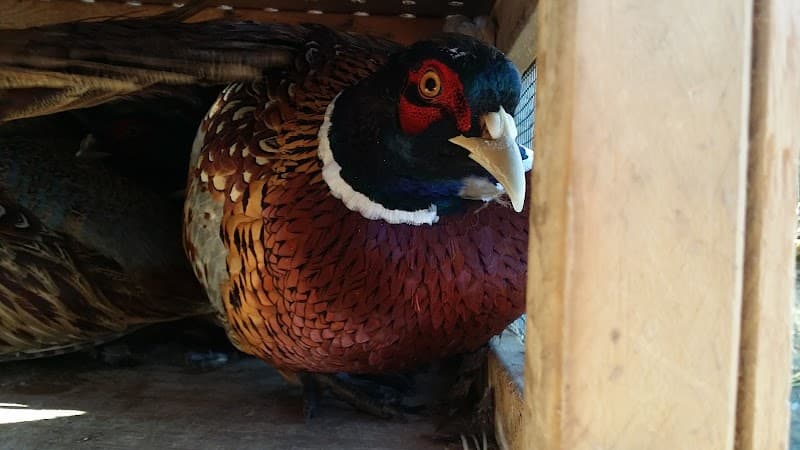 Mulberry Pheasantry hunting ranch in Camden, OH - gallery photo 4