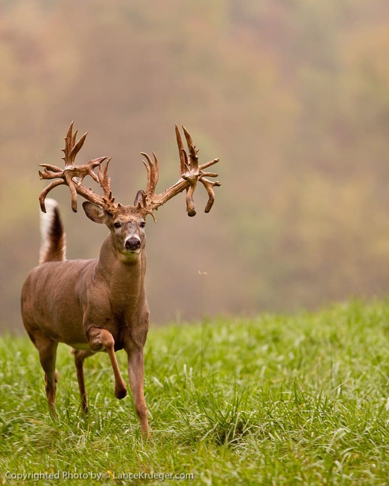 KG Trophy Deer Ranch hunting ranch in Jewett, Ohio