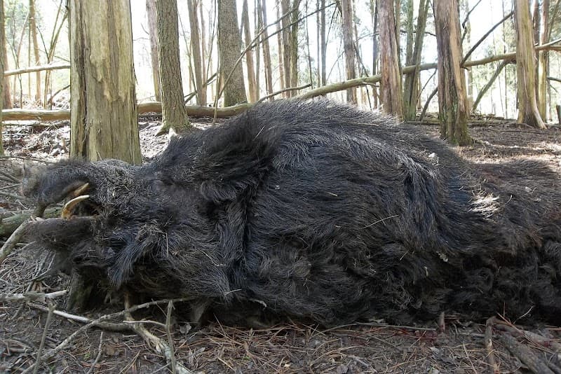 Shawnee Ridge Hunting hunting ranch in Stout, OH - gallery photo 2
