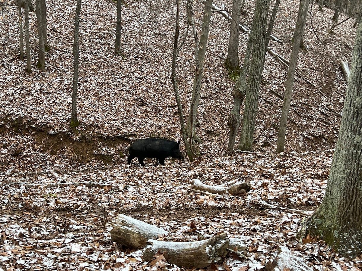 Southern Ohio Hunting Preserve hunting ranch in McArthur, Ohio
