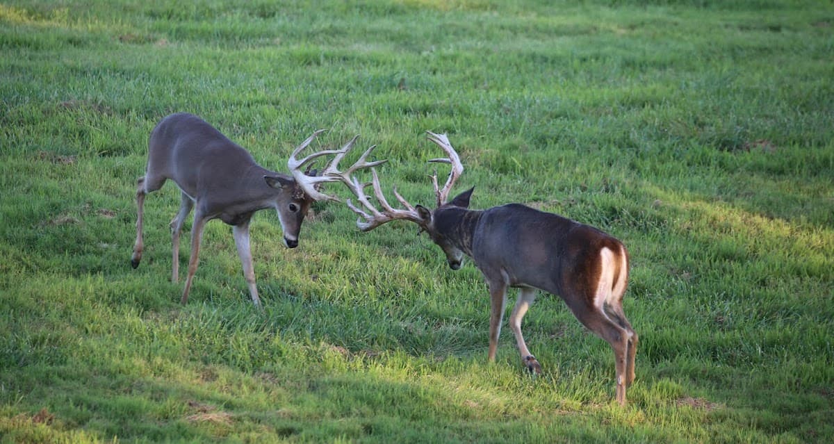 Kentucky Trophy Deer hunting ranch in Olaton, Kentucky