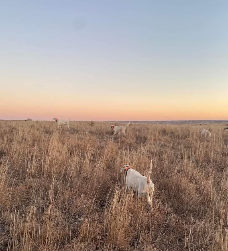 YellowPointe Ranch Game/Upland Hunting Preserve hunting ranch in Crab Orchard, KY - gallery photo 1