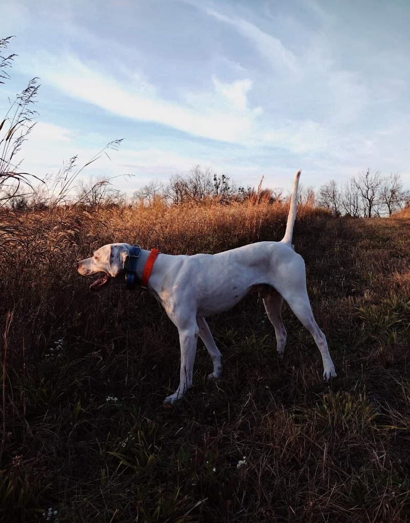 YellowPointe Ranch Game/Upland Hunting Preserve hunting ranch in Crab Orchard, KY - gallery photo 2