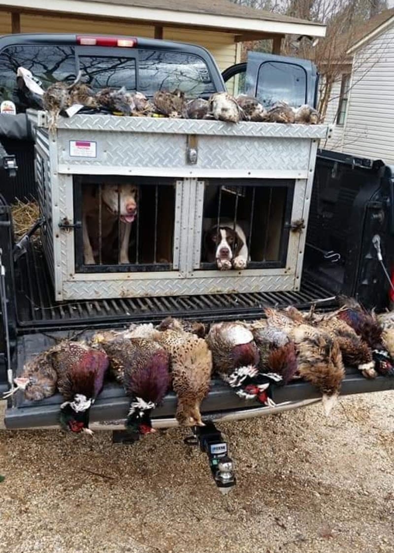 YellowPointe Ranch Game/Upland Hunting Preserve hunting ranch in Crab Orchard, KY - gallery photo 4