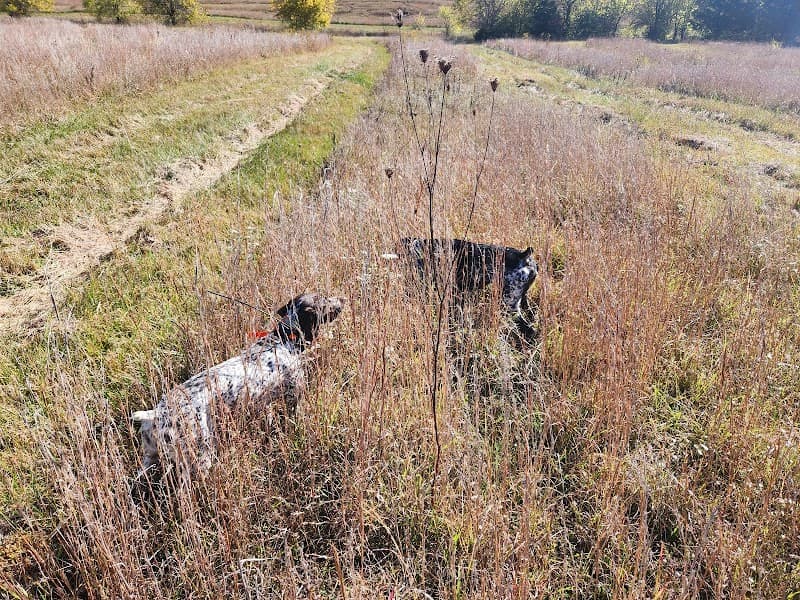 YellowPointe Ranch Game/Upland Hunting Preserve hunting ranch in Crab Orchard, KY - gallery photo 5