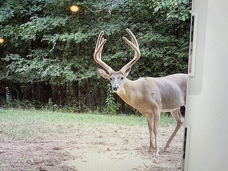 Tad Ladd West Kentucky Whitetails hunting ranch in Princeton, KY - gallery photo 5