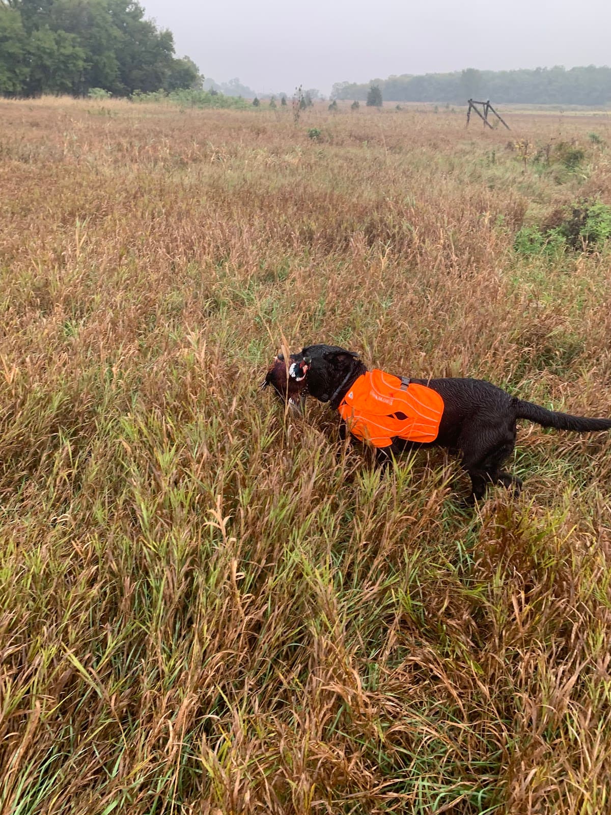 Brier Oak Hunt Club hunting ranch in Bellevue, Ohio