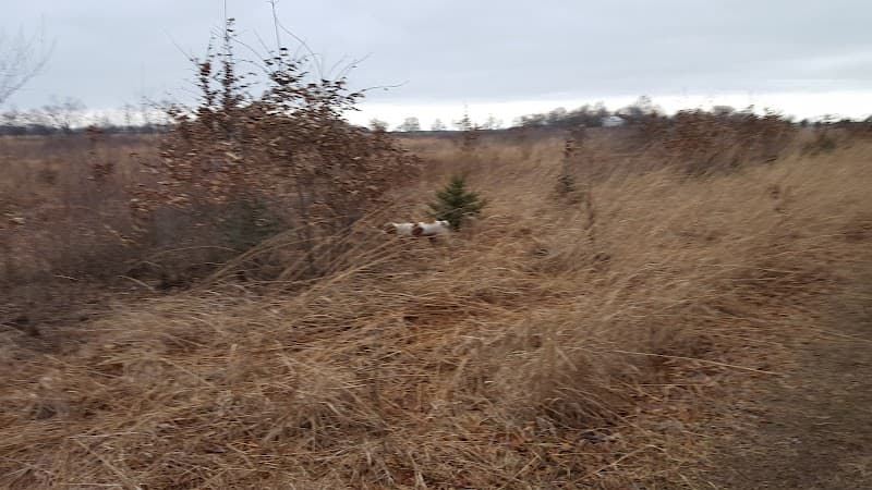 Brier Oak Hunt Club hunting ranch in Bellevue, OH - gallery photo 4