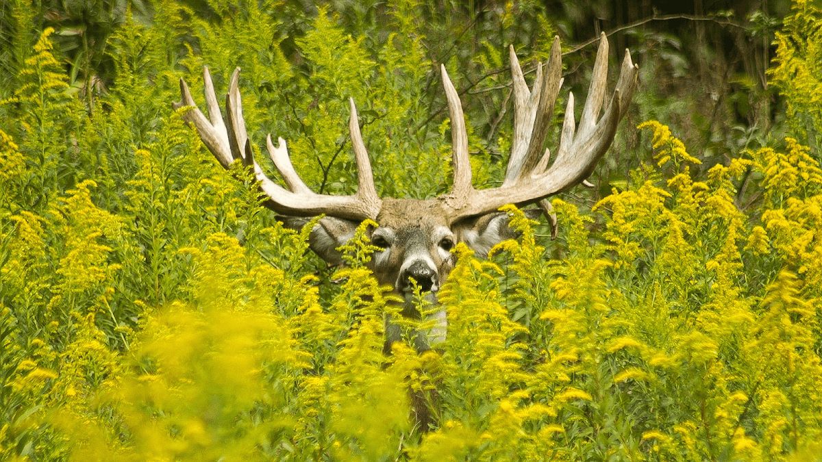 First Class Trophy Ranch hunting ranch in Stone Creek, Ohio