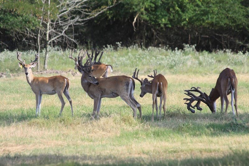 First Class Trophy Ranch hunting ranch in Stone Creek, OH - gallery photo 5
