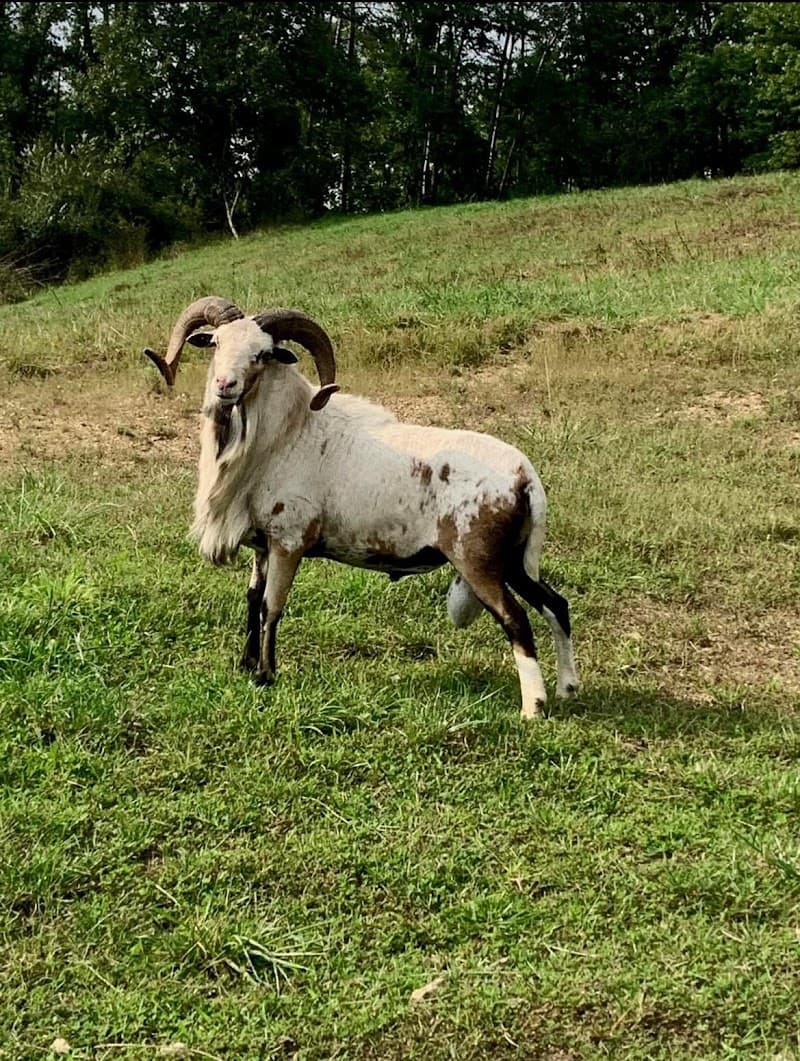 First Class Trophy Ranch hunting ranch in Stone Creek, OH - gallery photo 6
