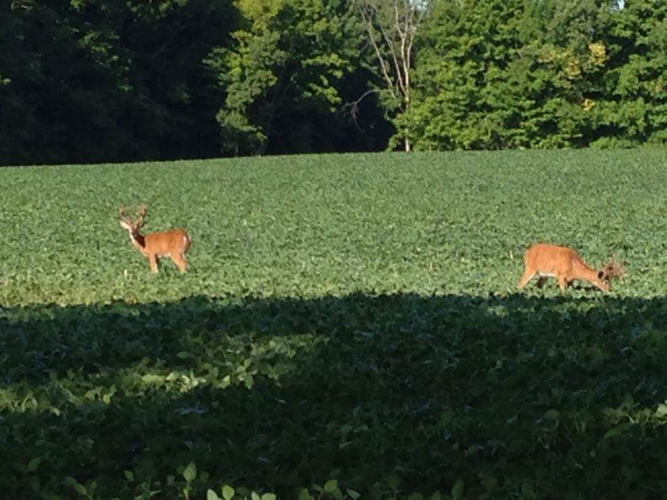 Premier Whitetail Retreat hunting ranch in Ashland, Ohio